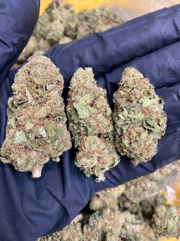 Cannabis